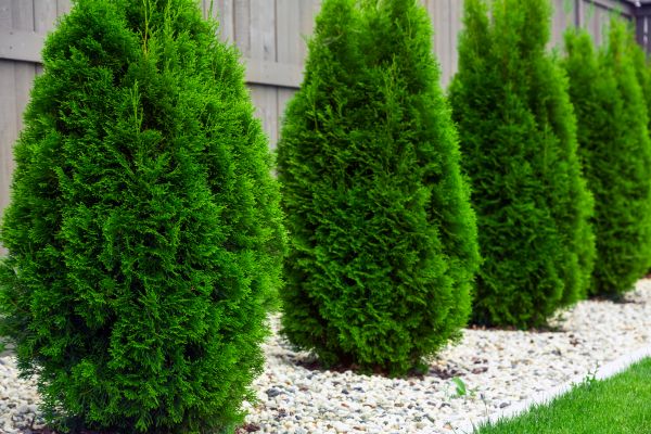 Arborvitae Planting in Parrish