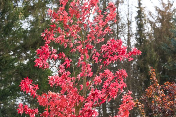 Japanese Maple Planting in Parrish