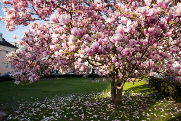Magnolia Tree Planting in Parrish