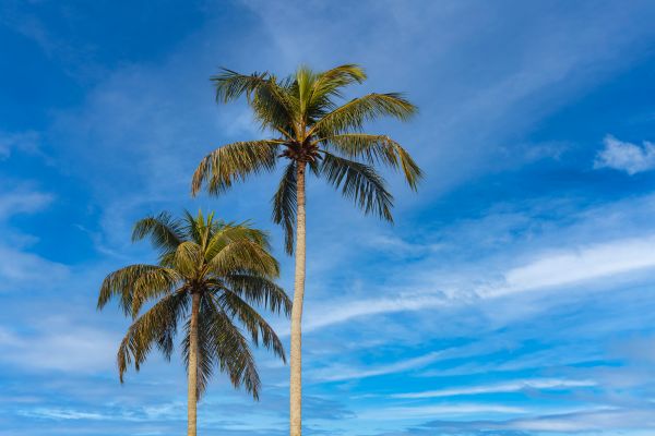 Palm Tree Planting in Parrish
