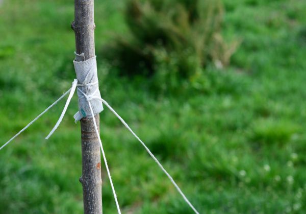 Tree Staking Service in Parrish