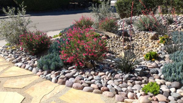 Xeriscape Landscaping in Parrish