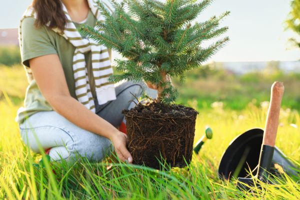 Spruce Tree Planting in Parrish
