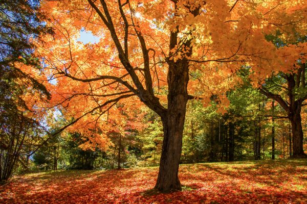 Maple Tree Planting in Parrish