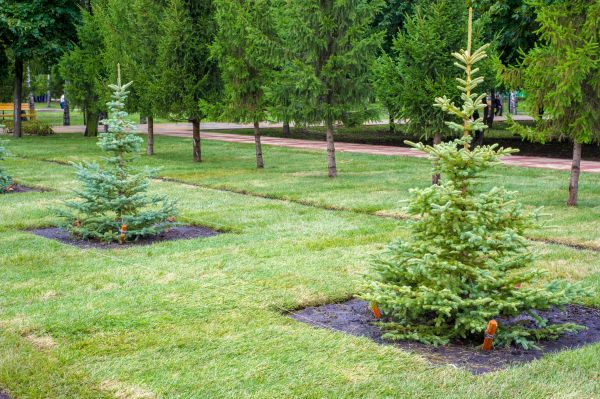 Privacy Trees Planting in Parrish
