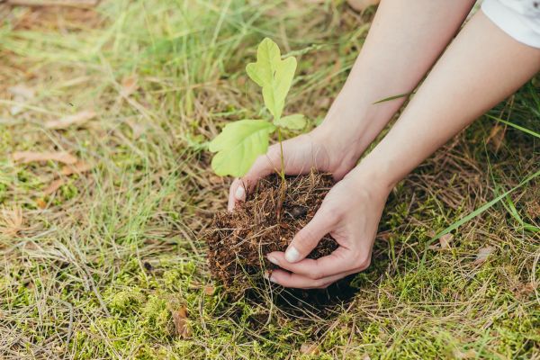 Oak Tree Planting in Parrish