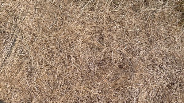 Pine Straw Replacement in Parrish