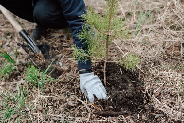 Pine Tree Planting in Parrish