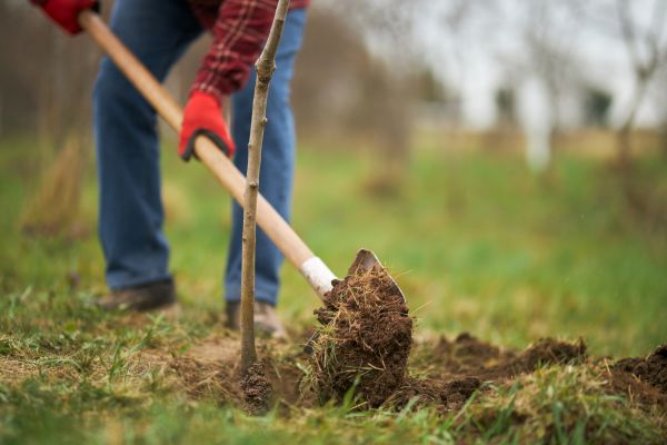 Trees Planting in Parrish