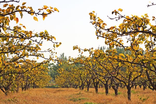 Pear Tree Planting in Parrish