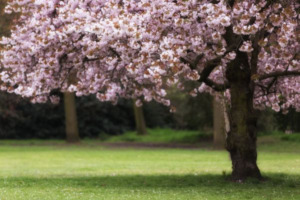 Cherry Tree Planting in Parrish