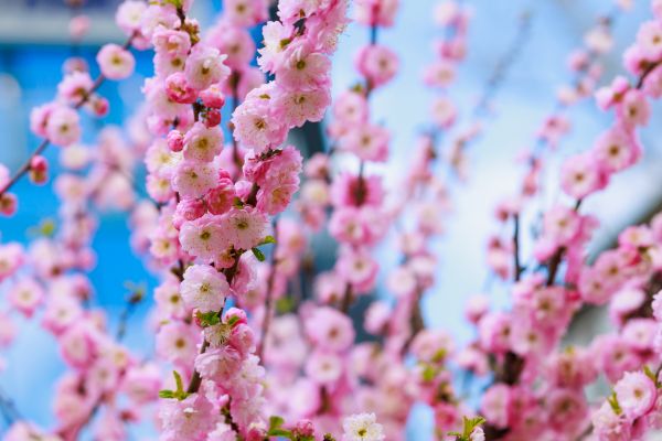 Japanese Cherry Tree Planting in Parrish