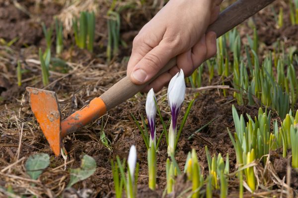 Flower Garden Weeding in Parrish
