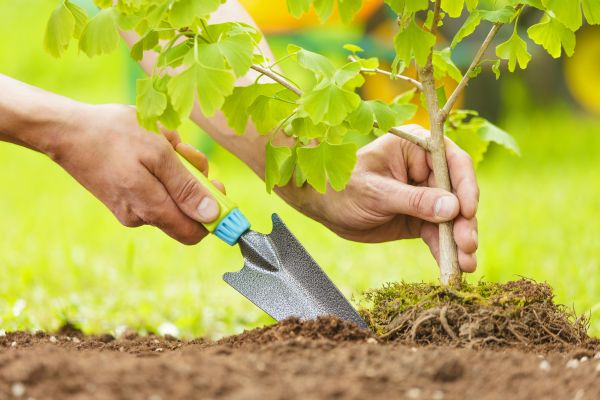 Fruit Tree Planting in Parrish