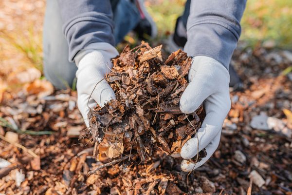 Shredded Mulch Installation in Parrish