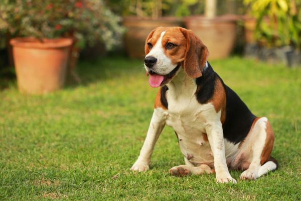 Dog Friendly Landscaping in Parrish