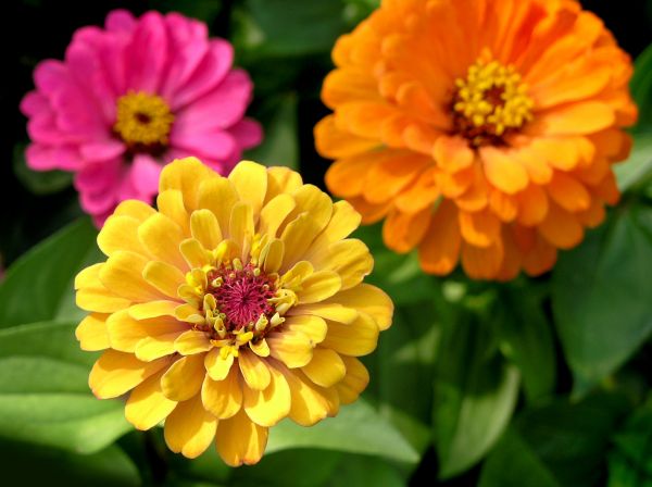 Zinnia Planting in Parrish