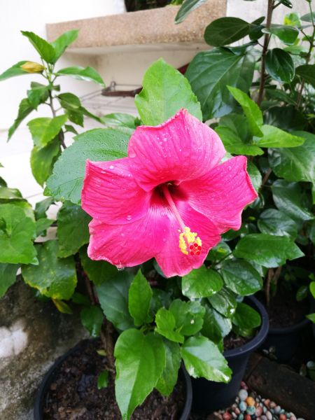 Hibiscus Planting in Parrish