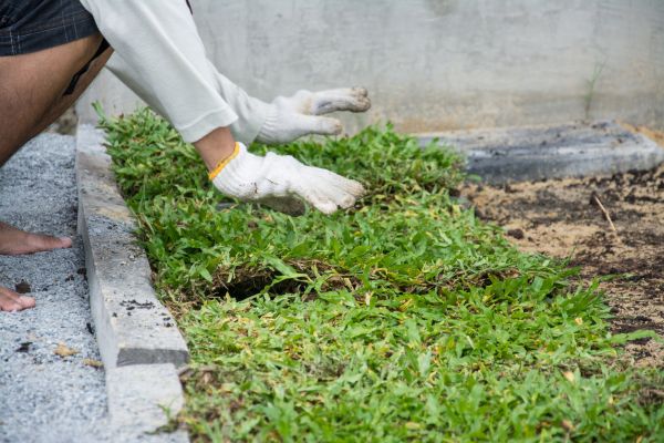Ground Cover Planting in Parrish