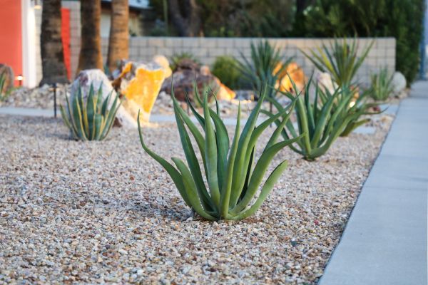 Drought Resistant Landscaping in Parrish