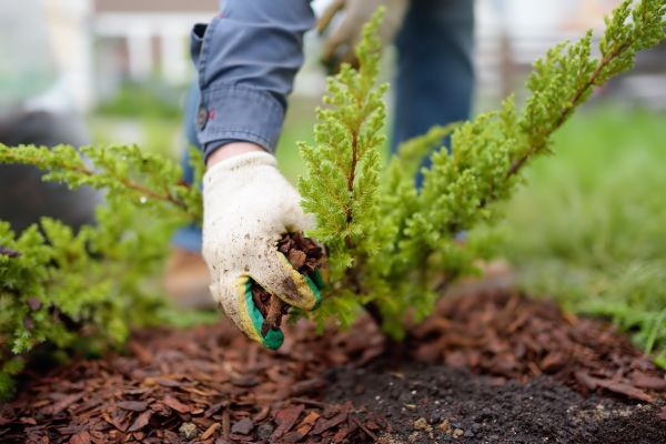 Church Mulching in Parrish