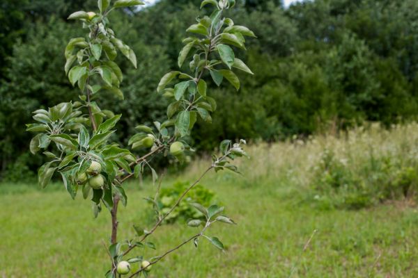 Apple Tree Planting in Parrish