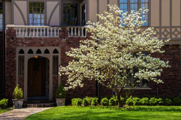 Dogwood Tree Planting in Parrish