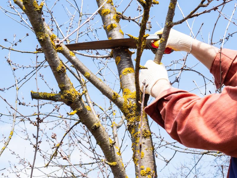 Arborist Tree Service