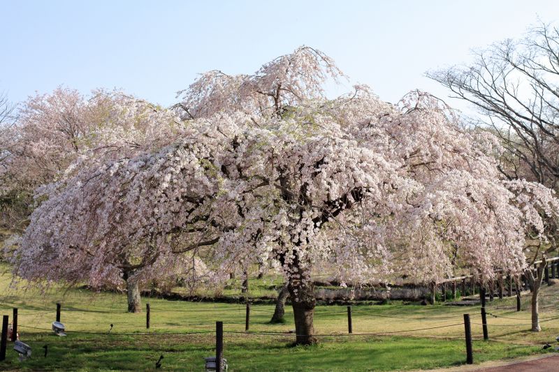 Cherry Tree Planting