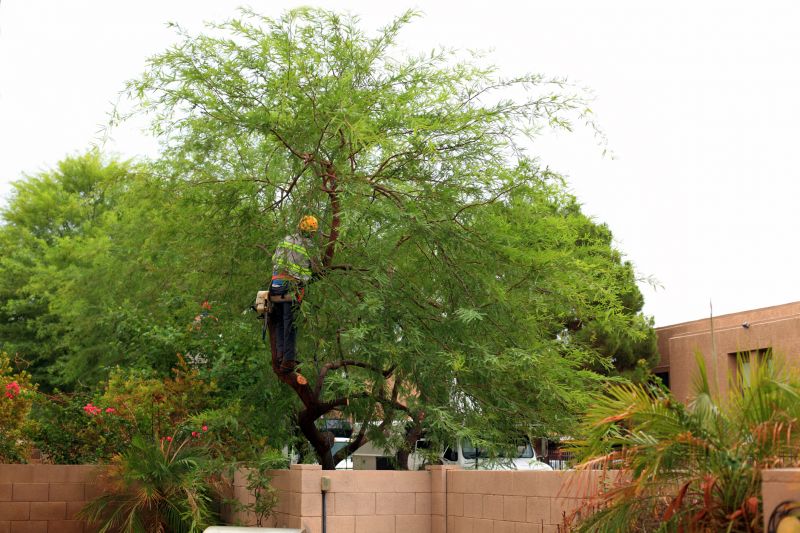 Tree Installation Service detail