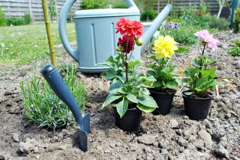Zinnia Planting